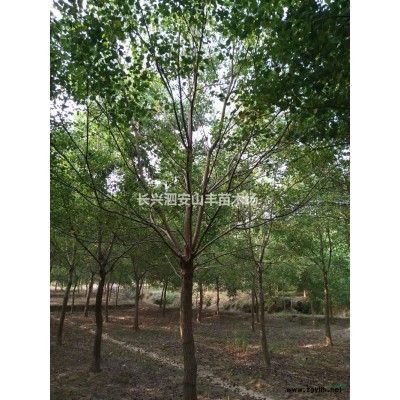 浙江银杏2哪里好/哪家便宜