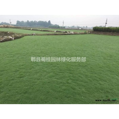 银杏、精品银杏、成都银杏、四川银杏、熟货银杏