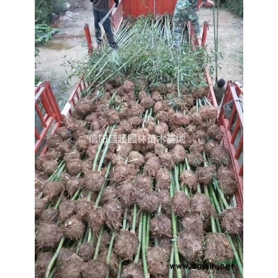 5-25公分广玉兰，基地苗圃直销，价格优势明显