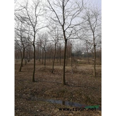 安徽供应香樟8~10公香截杆香樟树干通直。适合建苗甫。