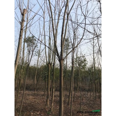 精品南京广玉兰行情报价\精品广玉兰图片展示