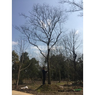 浙江广玉兰，精品广玉兰