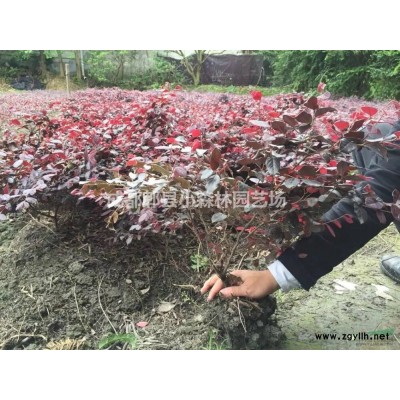 广玉兰、洋玉兰、荷花玉兰