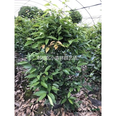 广玉兰，荷花玉兰