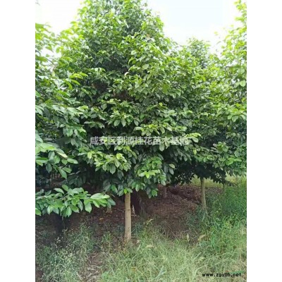 各类工程用苗装车现场 湖北香樟 咸宁桂花 紫玉兰