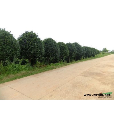 全冠广玉兰，移栽广玉兰，湖南广玉兰价格