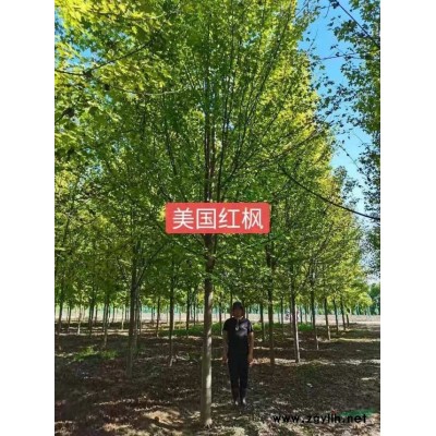 精品广玉兰出售 一*广玉兰批发   这是自家基地的一*广玉兰