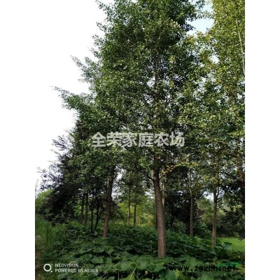 6到13公分银杏清场处理（安徽桐城）