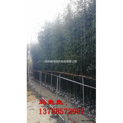 银杏行情报价/银杏图片展示