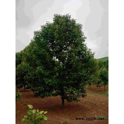 南阳各种玉兰报价便宜 南阳紫玉兰 南阳白玉兰便宜 南阳广玉兰