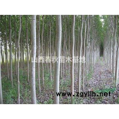 银杏树价格·10公分银杏树图片·山西银杏批发图2