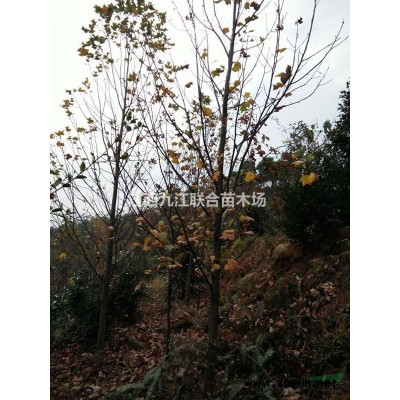 优质特价银杏产地直销