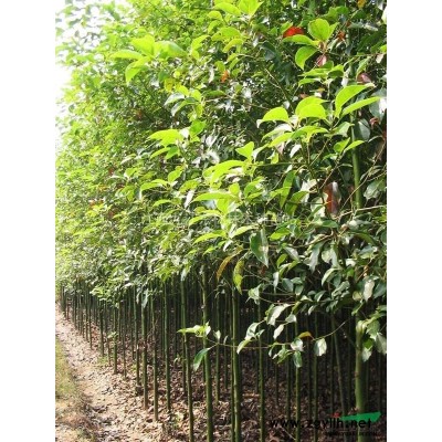 江西银杏苗木，九江银杏求购价格多少，专供出售