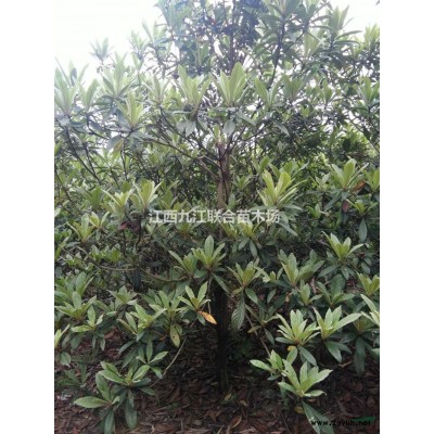 广玉兰/江西地区广玉兰价格/广玉兰行情信息