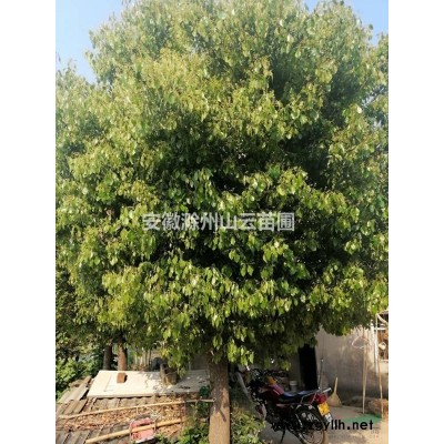 10~45CM香樟树