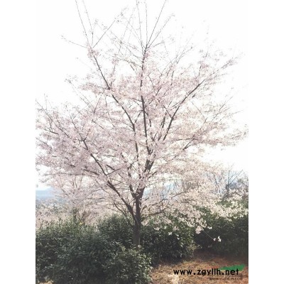 香樟 骨架移栽香樟 大香樟树 杀头冒香樟 苗圃苗