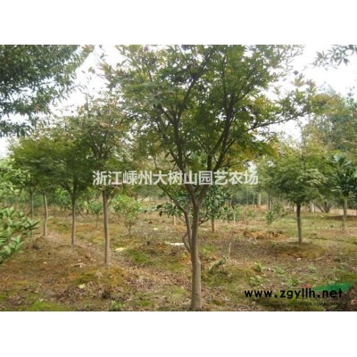 20-25公分广玉兰20多棵