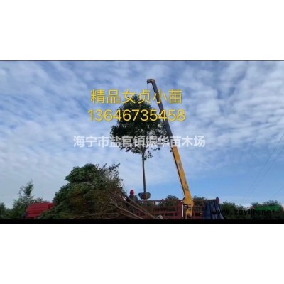 大量供应香樟，海宁振华苗木