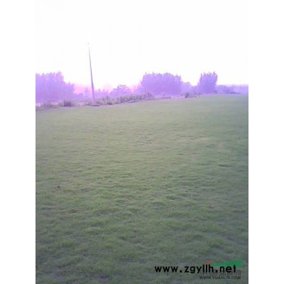 30-40的广玉兰行情报价\30-40的广玉兰图片展示