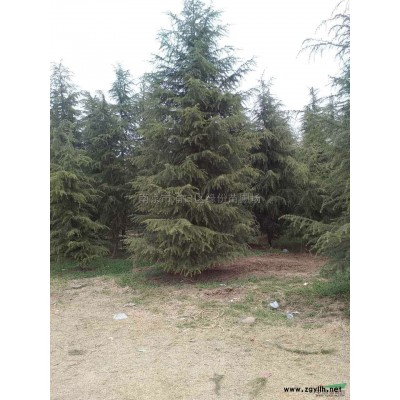 江苏银杏树价格 供应江苏银杏树供应 出售江苏南京银杏树