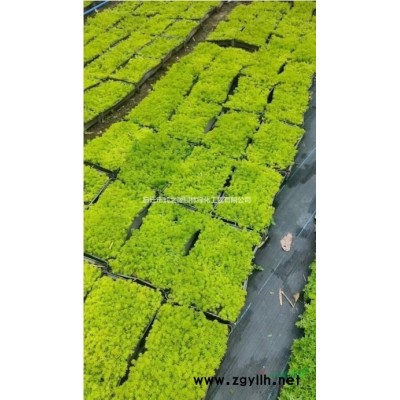 常年销售泡桐 香蒲,广玉兰苗木,，红花酢浆草