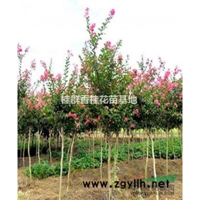 湖北10-15公分广玉兰，香樟，栾树，桂花树出售