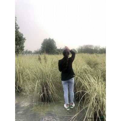 香樟树基地，大公分香樟树价格，丛生香樟树哪里有