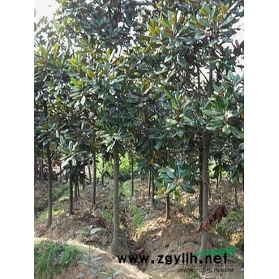 河南高杆广玉兰信息