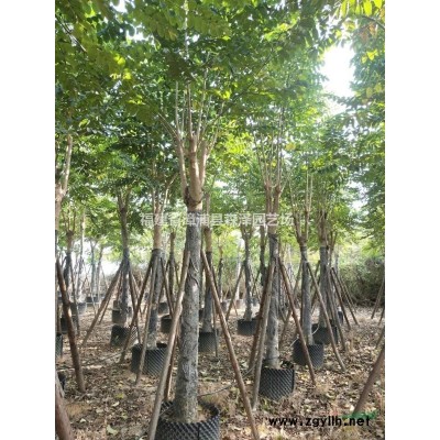 全冠香樟10-12-15-18-20-25-30-分容器苗，漳州基地