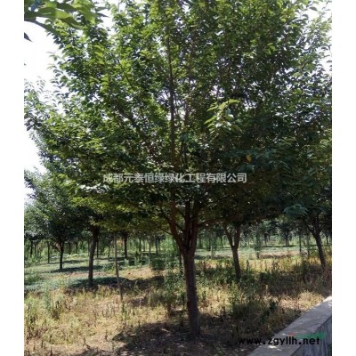 供应四川成都10CM-40CM银杏批发 拼栽丛生银杏基地