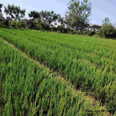 10--12公分广玉兰