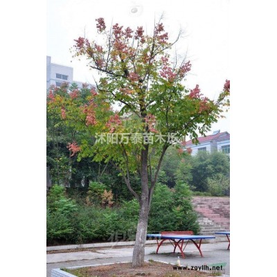 广玉兰树苗价格，广玉兰树苗批发，