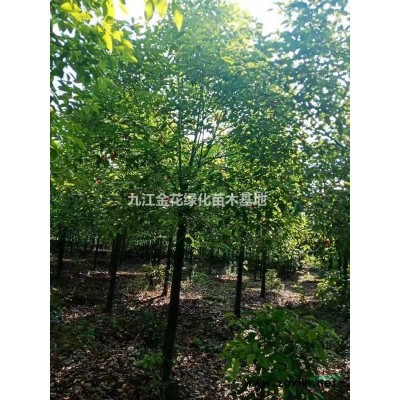 本公司可提供各种规格广玉兰，确保质优价廉，欢迎来电咨询！