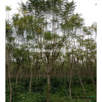 供应四川成都5CM-25CM广玉兰基地供应