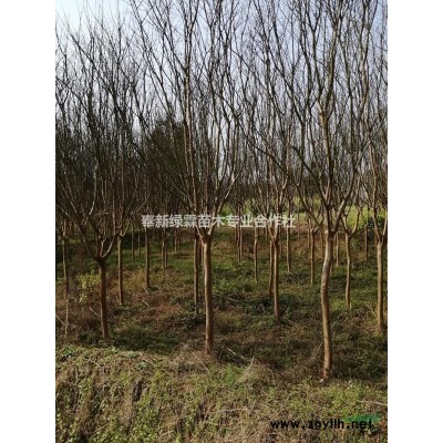 出售12-16公分广玉兰，2.5-2.8米分枝。