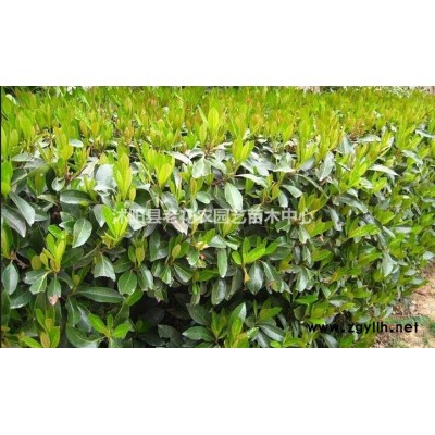 直销银杏绿化用苗工程报价规格*，树形精美全冠。