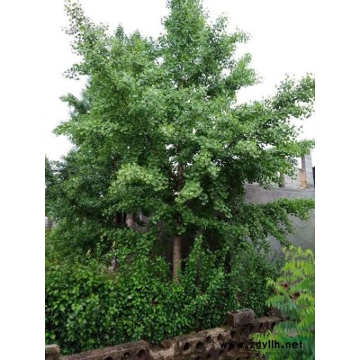 实生银杏树白果树