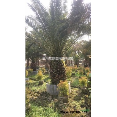 四川银杏 大量银杏熟货 成都银杏基地 丛生银杏