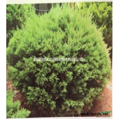 广玉兰   价格直销福建广玉兰8-12公分