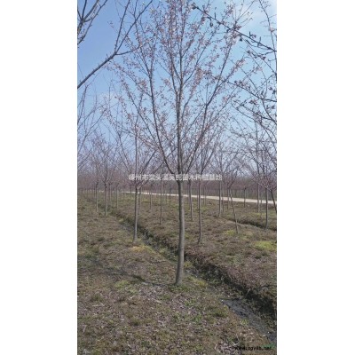 浙江低价供应10公分广玉兰/精品广玉兰价格