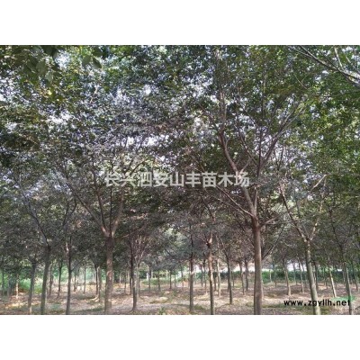 浙江[产品]/浙江湖州广玉兰价格/报价