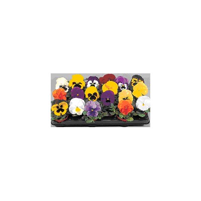 35～45公分嫁接银杏树供应/35～45公分嫁接银杏树图片