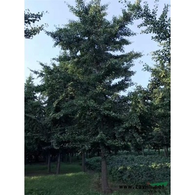 山东银杏树基地