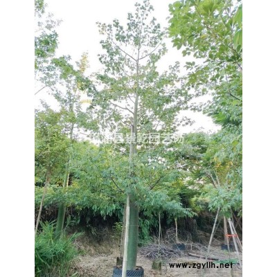 福建香樟 漳州香樟树 漳浦香樟低价批发/供应