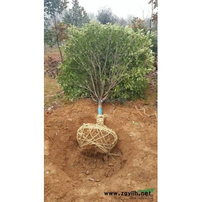 2022年浙江10-20公分广玉兰 湖州广玉兰农户新报价