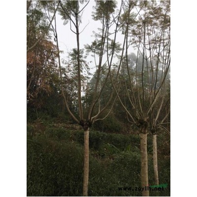 常绿乔木广玉兰，2020广玉兰基地报价,广玉兰生货出售