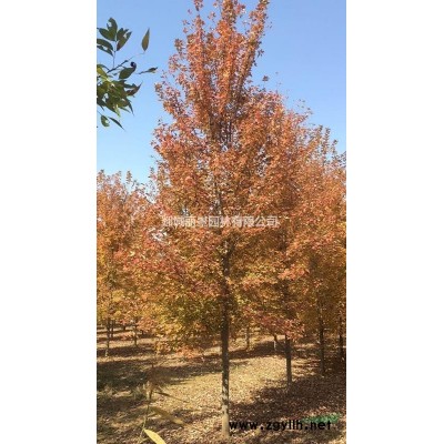 2022秋季。山东。银杏。樱花。美国红枫。娜塔栎。