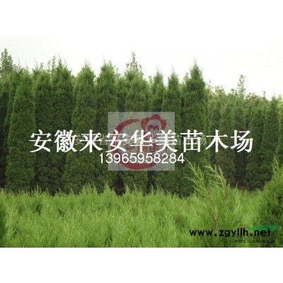 大叶黄杨 火棘球 香樟等多种苗