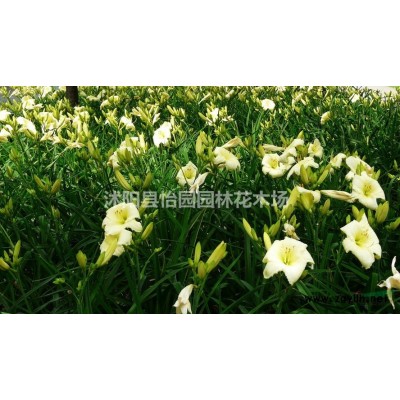 12-15-18-20-25-30公分实生银杏，实生银杏树