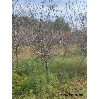 银杏树1—50公分